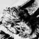 Illustration for article titled On Dogs - Update: news photos